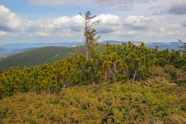 Karpat dağlarında ilkbahar manzarası