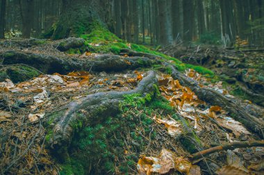 Ahşap, mistik kökleri
