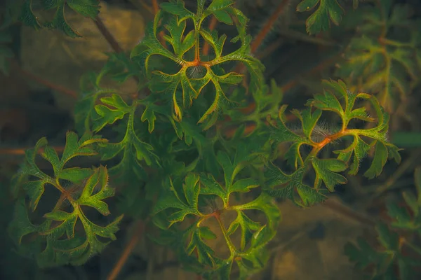 神秘和幻想植物绿色叶片质地 — 图库照片