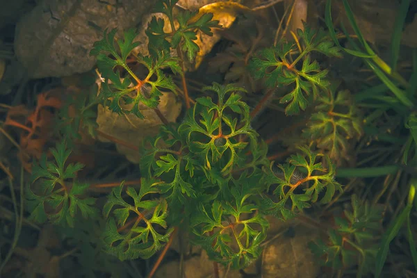 神秘和幻想植物绿色叶片质地 — 图库照片