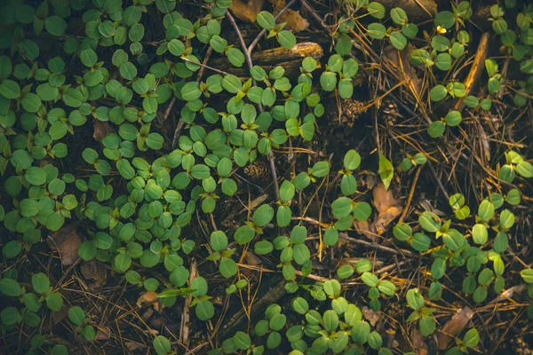 Textura de hoja verde, fondo de plantas forestales —  Fotos de Stock