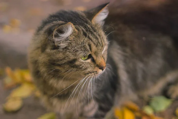 Бытовая грязная кошка — стоковое фото