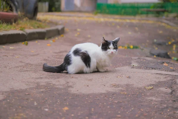 Бытовая грязная кошка — стоковое фото