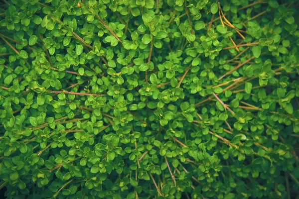 Текстура зеленого листя, фон — стокове фото