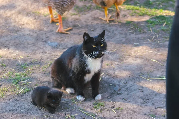 Mãe gato e gatinho perto de galinhas — Fotografia de Stock