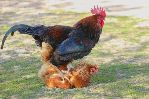 Gallo copulare con gallina — Foto Stock