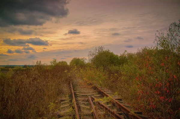 Caminho de ferro abandonado velhos arbustos altos cobertos — Fotografia de Stock