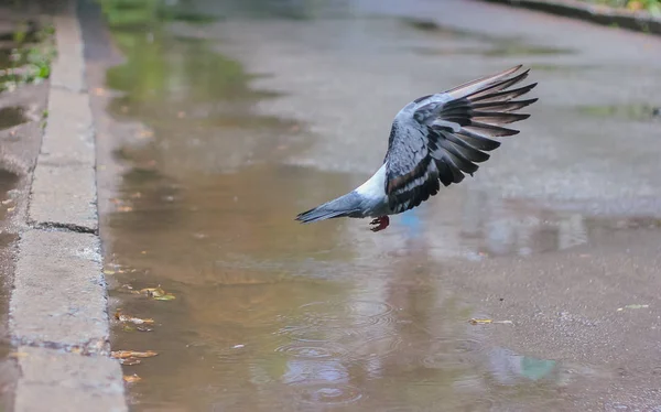 ピジョン。着陸。大型の鳥 — ストック写真