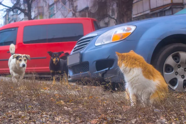 Köpekler oturma kedi içinde belgili tanımlık yarda sonra takip, arama.