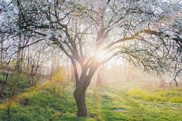 Spring nature blooming apple tree at sun — Stock Photo, Image