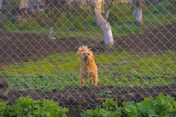 Barking Dog dietro la recinzione — Foto Stock