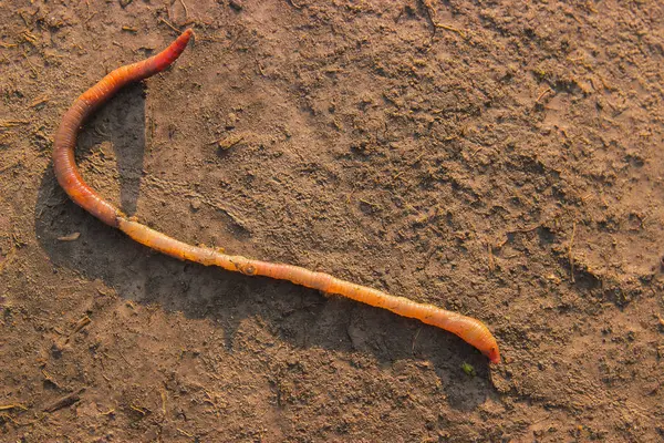 Regenwurm liegt auf Erde — Stockfoto