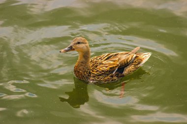 Lily arasında balık avı ördek