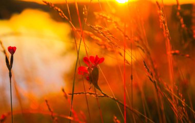 mor pembe çiçek sabah zafer bahar damarlı.