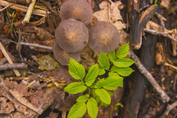 Mushrooms Entoloma Holoconiota in March at Ukraine — Stock Photo, Image