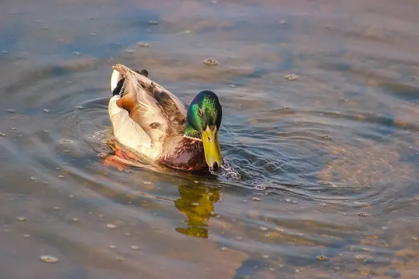 Canards chassent les poissons entre lys — Photo