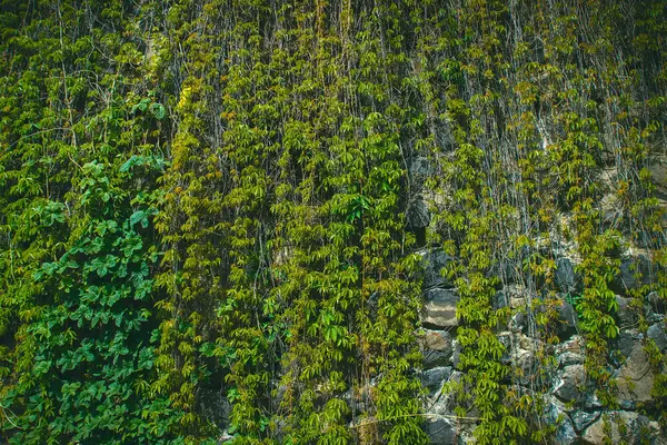 Mur recouvert de feuilles vertes de raisin sauvage. Contexte naturel . — Photo