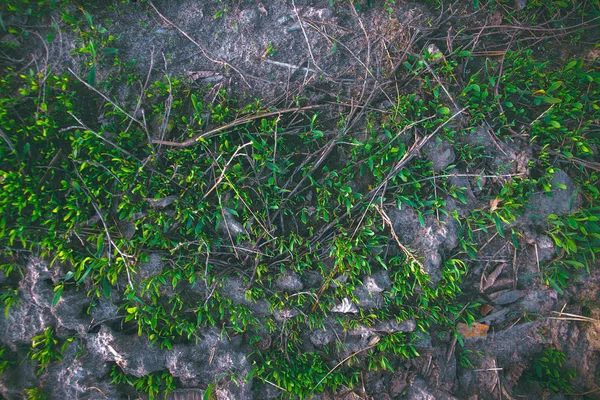 Grünes Gras sprießt Textur, Hintergrund — Stockfoto
