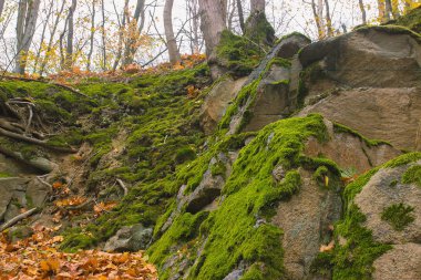 Taş ile yeşil yosun doku arka plan gri