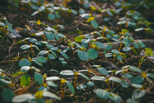 Texture foglia verde, sfondo giglio d'acqua — Foto Stock