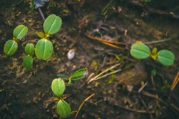 녹색 잎 텍스처, 수련 배경 — 스톡 사진