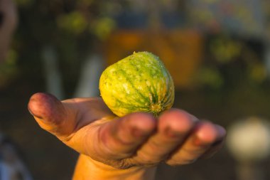 Kirli el küçük karpuz holding