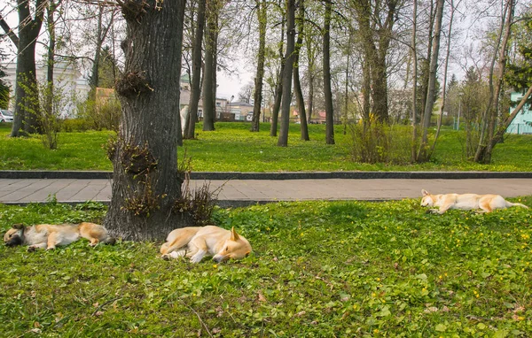 Trzy bezpańskie psy na ulicy snu — Zdjęcie stockowe