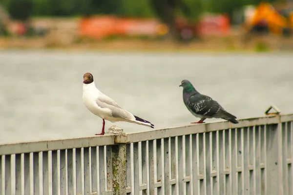 Голубь сидит с черноголовой чайкой — стоковое фото