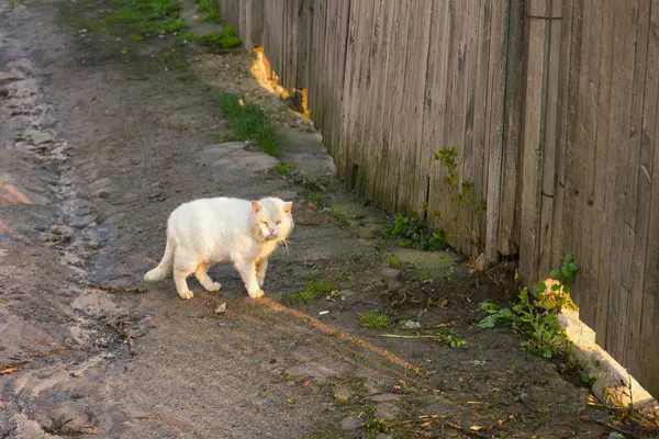 Gatto stanco al recinto — Foto Stock