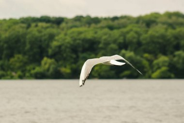Mavi gökyüzünde uçan martılar.