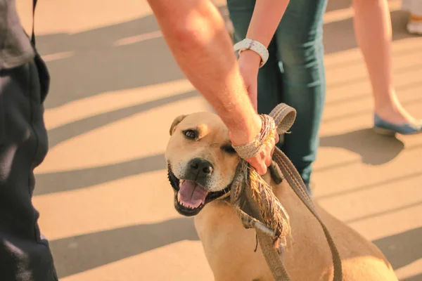 Manos acariciando sonriente marrón perro cabeza — Foto de Stock