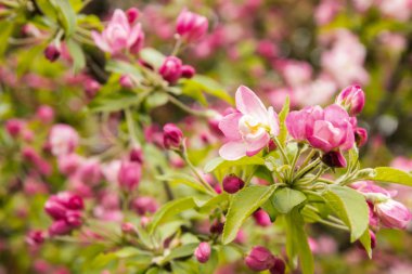 Pembe çiçek çalılar