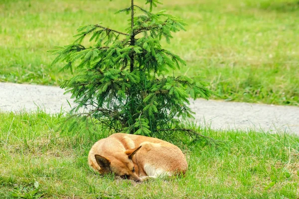 Utcán kóbor kutya alszik a fiatal fenyő — Stock Fotó
