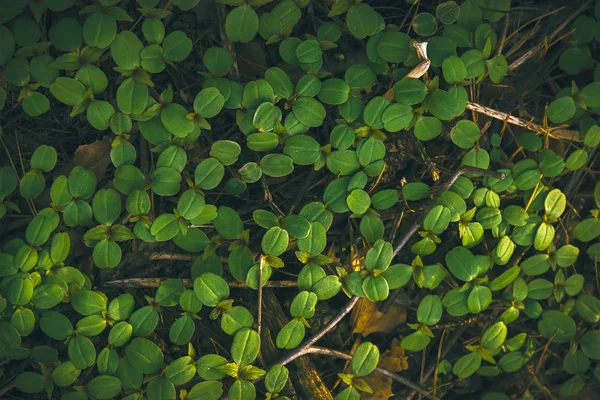 Textura de hoja verde, fondo de plantas forestales —  Fotos de Stock