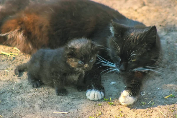 Mãe gato e gatinho está no sol — Fotografia de Stock