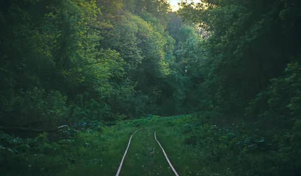 Linia feroviară care trece prin pădure — Fotografie, imagine de stoc