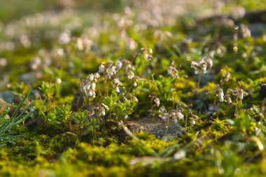 Güneş gün sokakta kenarında bahar çimen