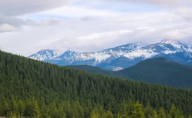 Karpat dağlarında ilkbahar manzarası