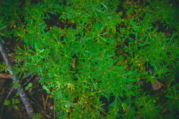 Verde stella forma foglie superficie texture sfondo — Foto Stock