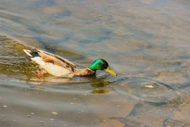 Lily arasında balık avı ördek