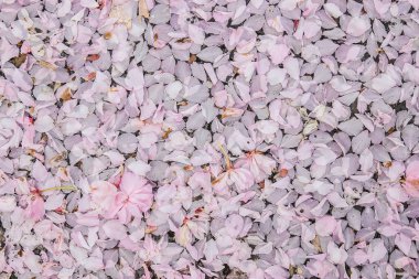 Sakura tomurcukları asfalt üzerinde