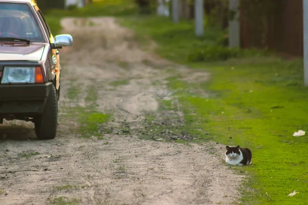 Kočka sedící na dvoře poblíž vozu — Stock fotografie