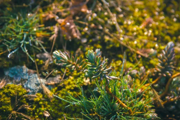 Bahçedeki Rubrotinctum Crassulaceae, sulu ve kurak bitki domuz fasulye — Stok fotoğraf