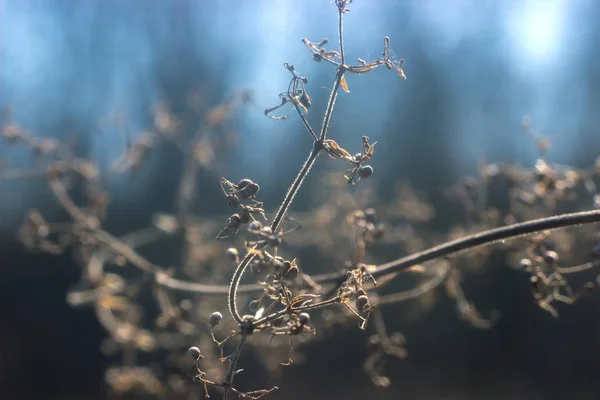 Ranní strom v řece hill — Stock fotografie