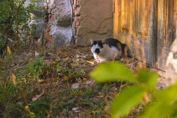 Bezpańskie koty ulicy, w pobliżu strefy przemysłowej — Zdjęcie stockowe