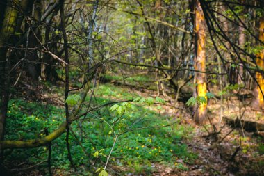Nehir Hill akşam küçük ağaç