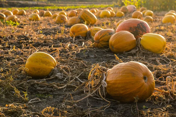 Raccolta di zucche alla sera — Foto Stock