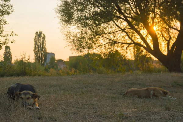 Straßenhunde schlafen im Gras — Stockfoto