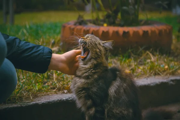 Un gato en un entorno natural con buen bostezo —  Fotos de Stock