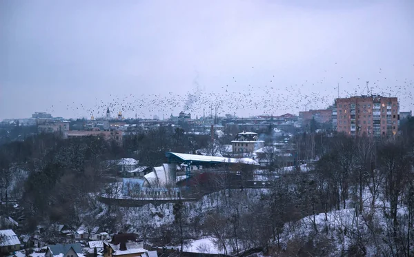 Kış ağaçlar kar tabakası üzerinde
